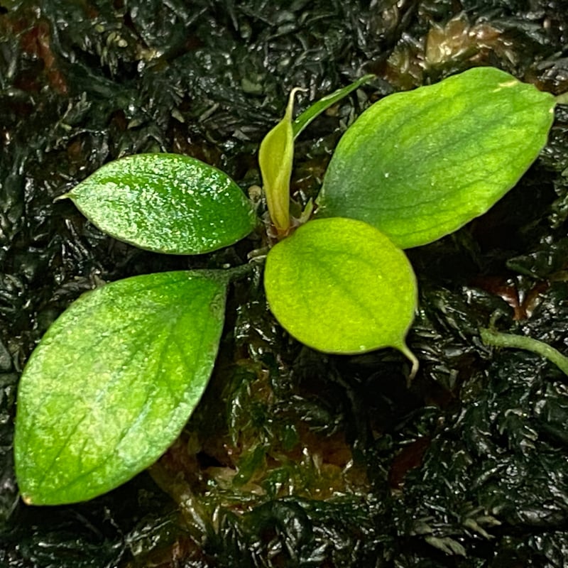 Homalomena sp. 