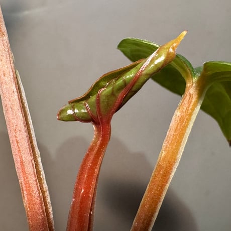 Anthurium luxurians