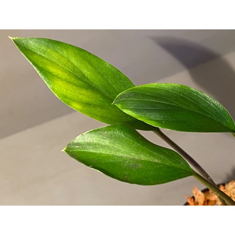 Homalomena sp. Sekadau Selatan ②