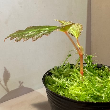 Begonia sp. from Kapuas hulu