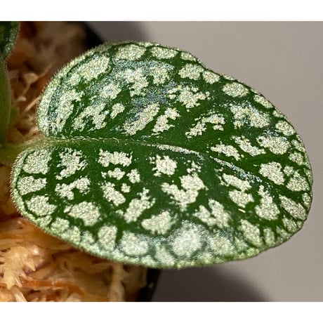 Argostemma sp. "Diamond Leaf" from Sanggau