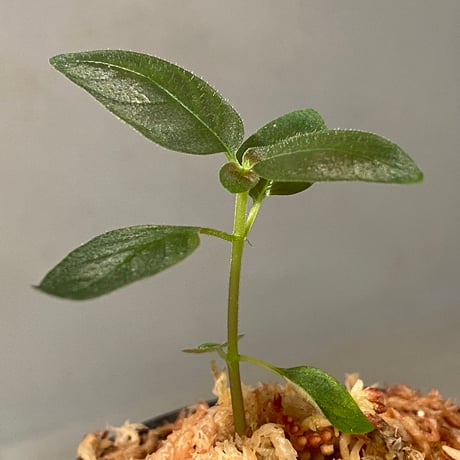 Ophiorrhiza sp. from Papua Barat[LA0319-01]