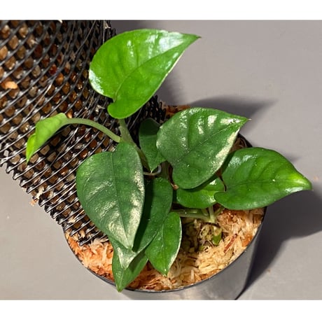 Philodendron sp. from Venezuela [tanakay]