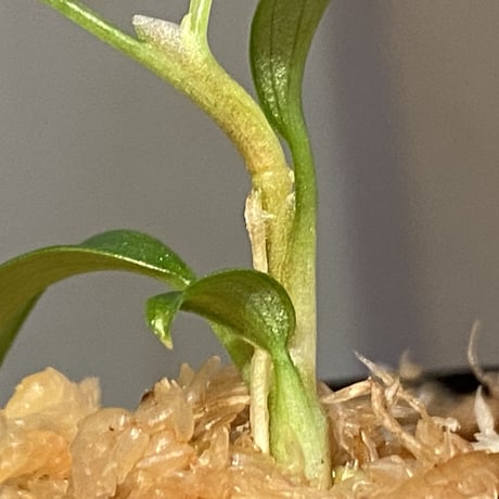 Philodendron sp. from Colombia [tanakay]
