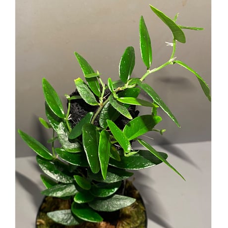 Ficus sp. from Bau