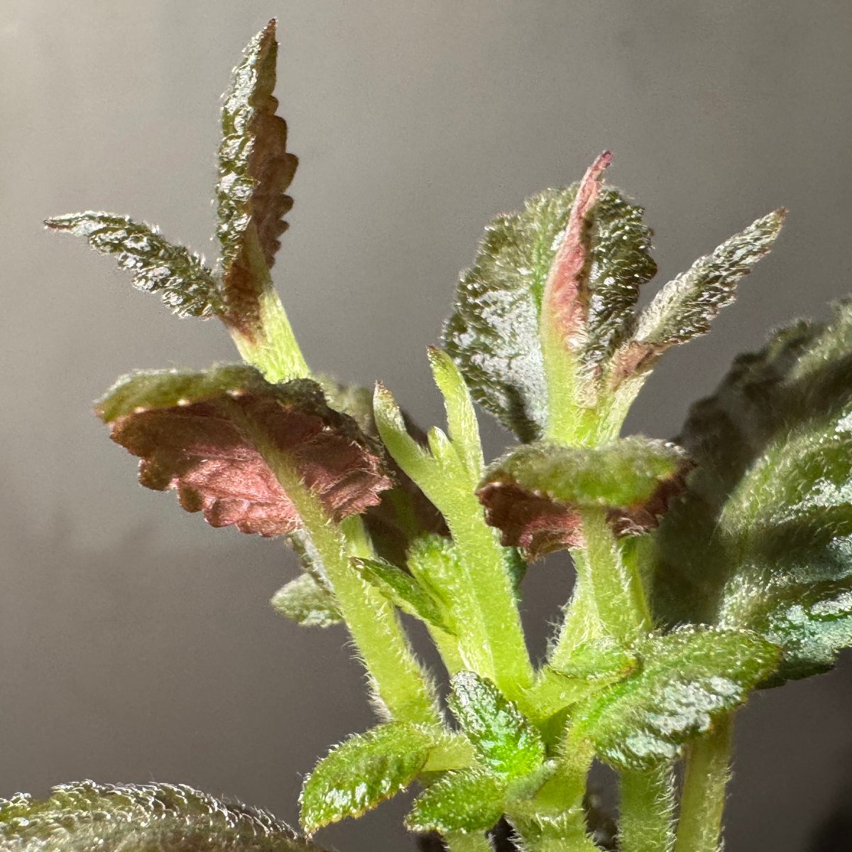 Nautilocalyx sp. 伊藤蟻植物農園 | M・R・G・R