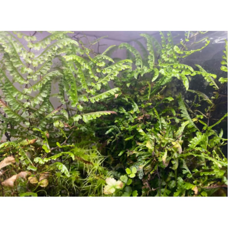 Teratophyllum aculeatum from Nanga pinoh [TB] |