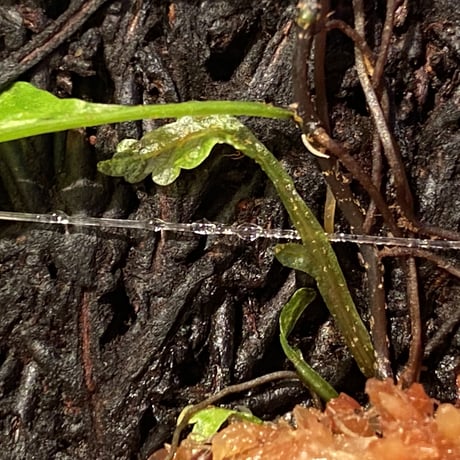 Teratophyllum aculeatum from Nanga pinoh [TB]