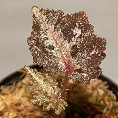 Begonia sp. from Kalimantan Luwu Timur