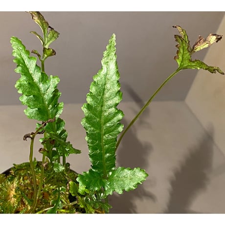 Bolbitis sp. from Siberut [LA]