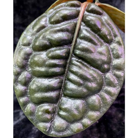Ardisia sp. "Kayulapis" Kalimantan barat [TB]