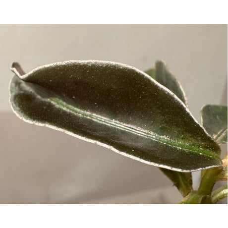 Labisia sp. from Landak West Kalimantan