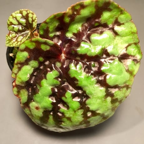 Begonia variabilis [TK260915]