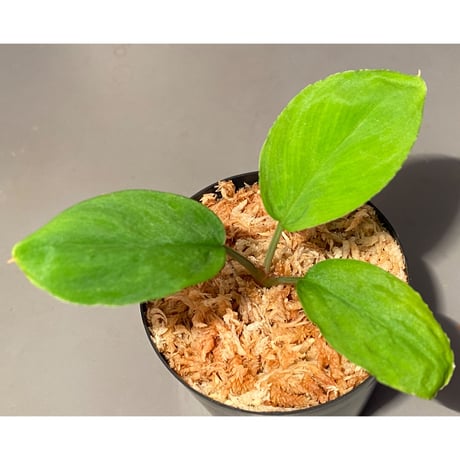 Homalomena sp. from Lan Saka [TK270915]