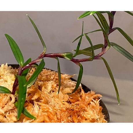 Freycinetia sp. from Setiu