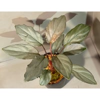 Homalomena sp. "Pink Velvet Long Leaf" from Kepulauan Riau