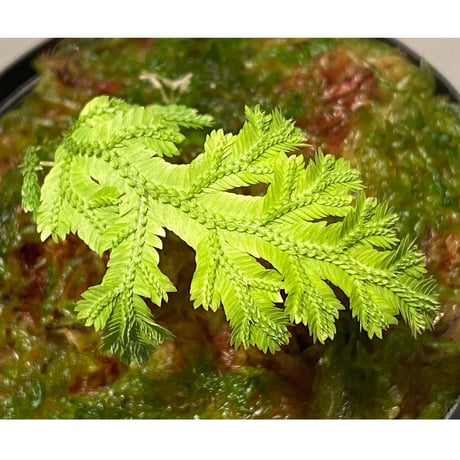 Selaginella biformis [STRINGE PLANTS]
