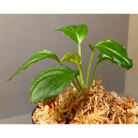 Homalomena sp. "Minimum" from Padan Utara [AZ0512-04]