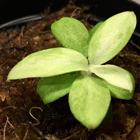 Schismatoglottis sp. "初霜錦" from Murung raya [LA0515-05]