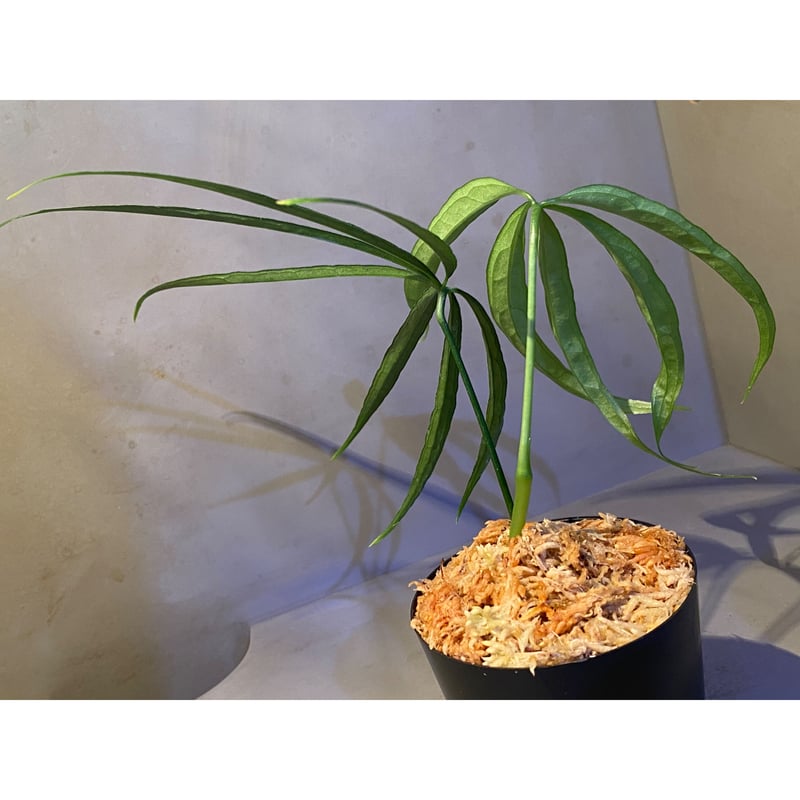 Anthurium aff. eminens | Ｍ・Ｒ・Ｇ・Ｒ