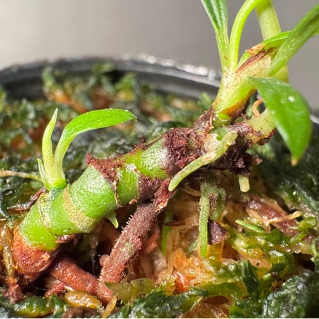 Aridarum cf. montanum from Sanggau West Kalimantan