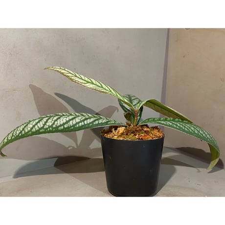 Ardisia sp. from Bukittinggi