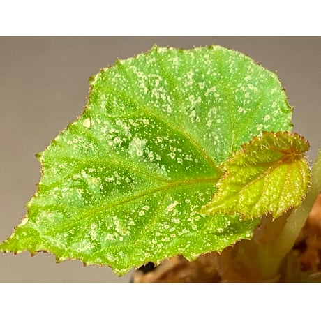 Begonia sp. from Na Hang [YH1118] TK