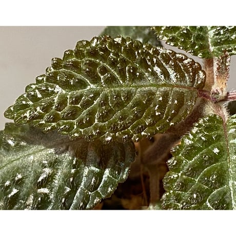 Nautilocalyx sp. 伊藤蟻植物農園