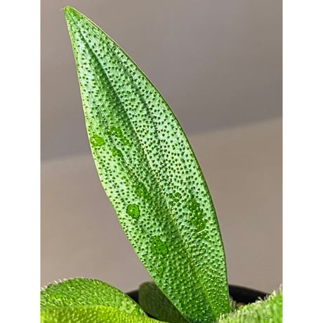 Homalomena hasei "狐尾" from Aceh sumatera [LA0616-04]