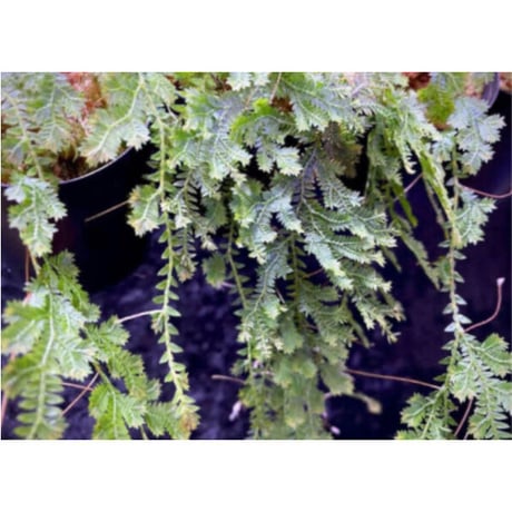 Selaginella sp. from Iquitos Peru [tanakay]