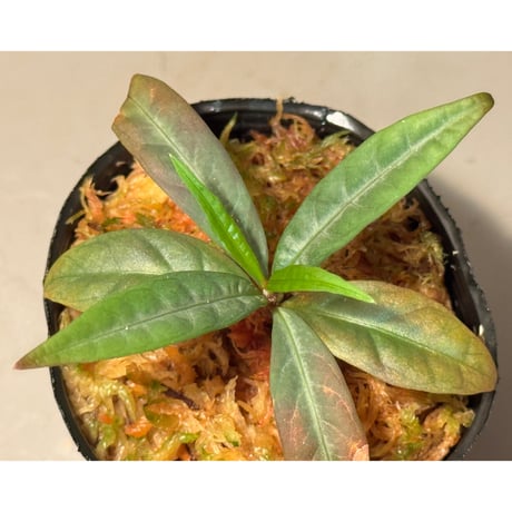 Labisia sp. from "Lebong" Bengkulu [TB]