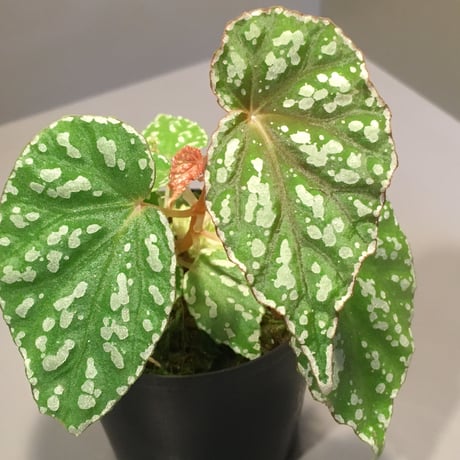 Begonia sp. from Aceh sumatera [LA1115-01T]