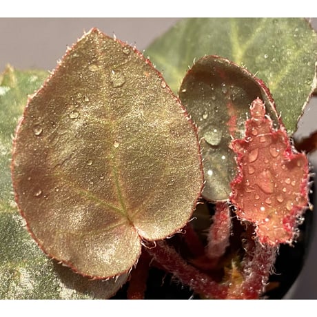 Begonia sp. f1 from Sumatera [NT ORCHID]