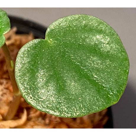 Peperomia sp. from Colombia [tanakay]