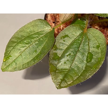 Phyllagathis sp. from Cao Bang Viet Nam [R1217-02]