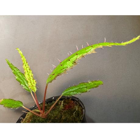 Begonia ambodiforahensis from Madagascar [LA0022-05z]