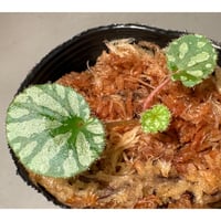Begonia austroguangxiensis