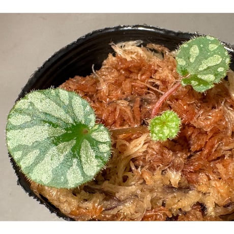 Begonia austroguangxiensis