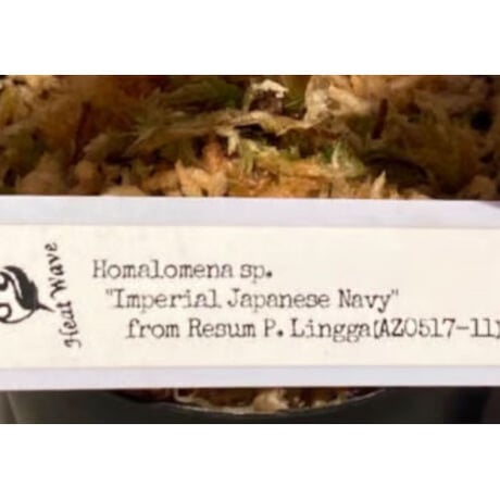 Homalomena sp. "Imperial Japanese Navy" from Resum P.Lingga [AZ0517-11]②