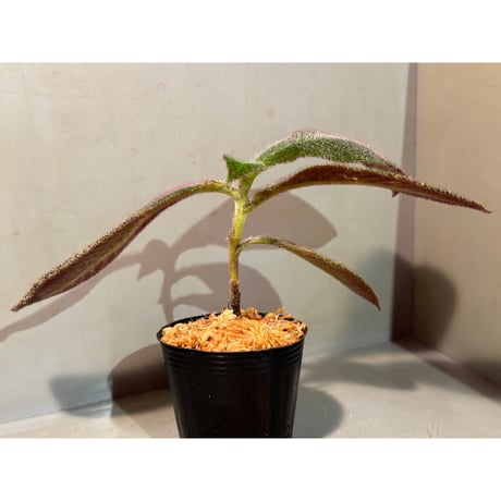 Cyrtandra sp. from Landak West Kalimantan
