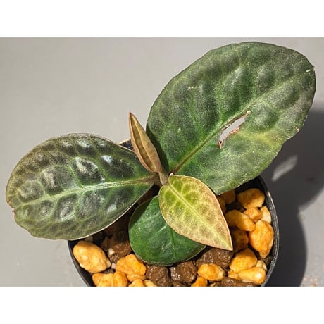 Ardisia sp. "Turtle Back" from Borneo