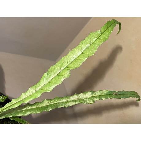 Microsorum sp. Short Dragon Tail