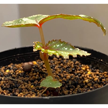 Begonia laruei from Berastagi [R0815-01]