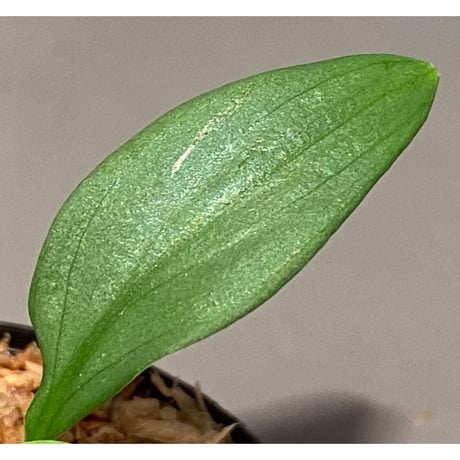 Homalomena sp . from Jerteh [TK090118-2]