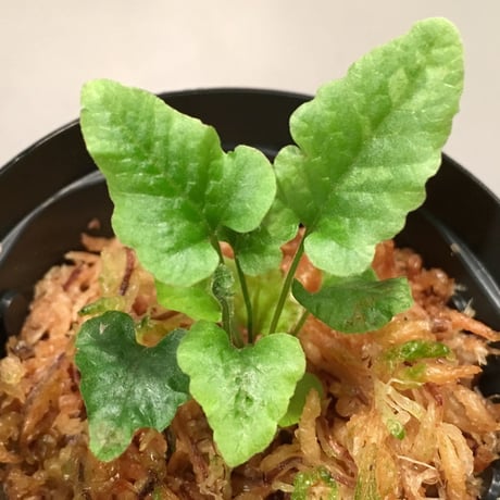 Thelypteris sp. from Sunset Peak [YH0916] f1 KZTタグ付き