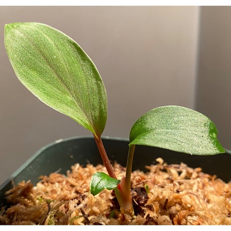 Homalomena sp. from West Kalimantan