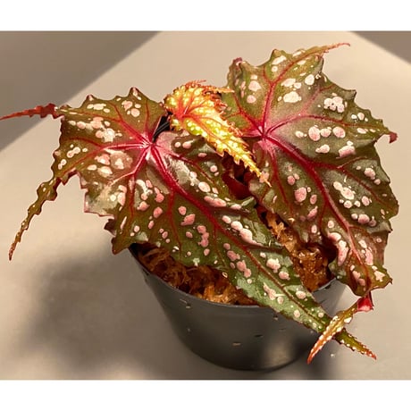 Begonia laruei from Berastagi [R0815-01]