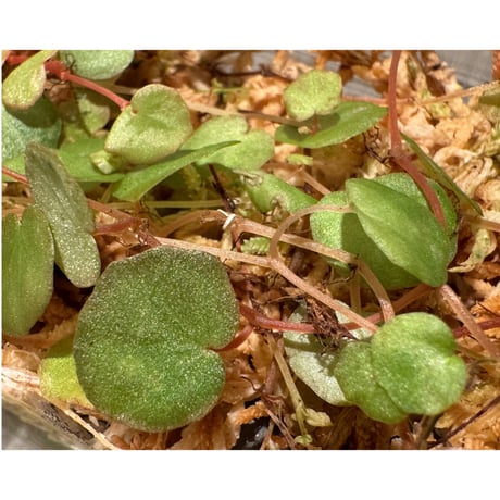 Begonia lichenora (sp.Mini) from Kalimantan Sarawak border [LA]