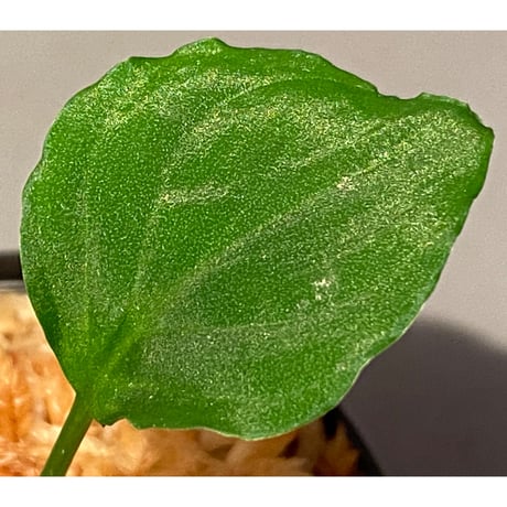 Homalomena sp. (Green) from Solok sumatera [LA0214-3]