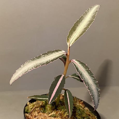 Labisia sp. from Kapuas hulu Kalimantan barat